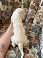 Kanga, a female Poodle - Multi-Colored Standard for sale in Albuquerque, NM – 2 of 3