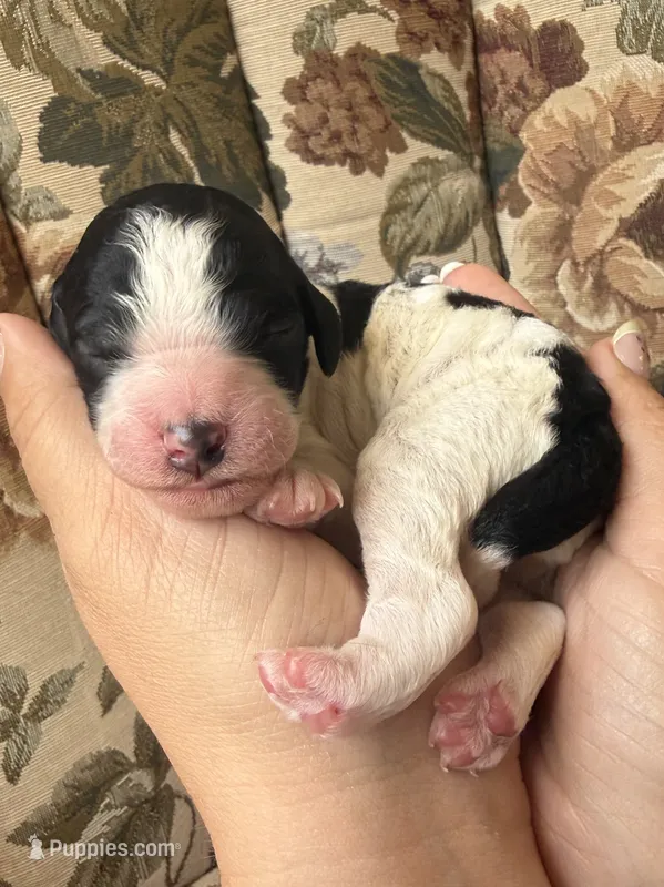 Tigger – Poodle - Multi-Colored Standard puppy for sale in Albuquerque, NM