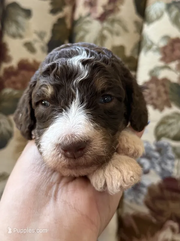 Roo – Poodle - Standard  puppy for sale in Albuquerque, NM