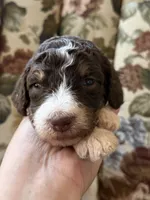 Roo, a male Poodle - Standard  for sale in Albuquerque, NM – 1 of 3