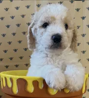 Piglet, a male Poodle - Standard  for sale in Albuquerque, NM – 1 of 4