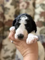 Tigger , a male Poodle - Standard  for sale in Albuquerque, NM – 1 of 3