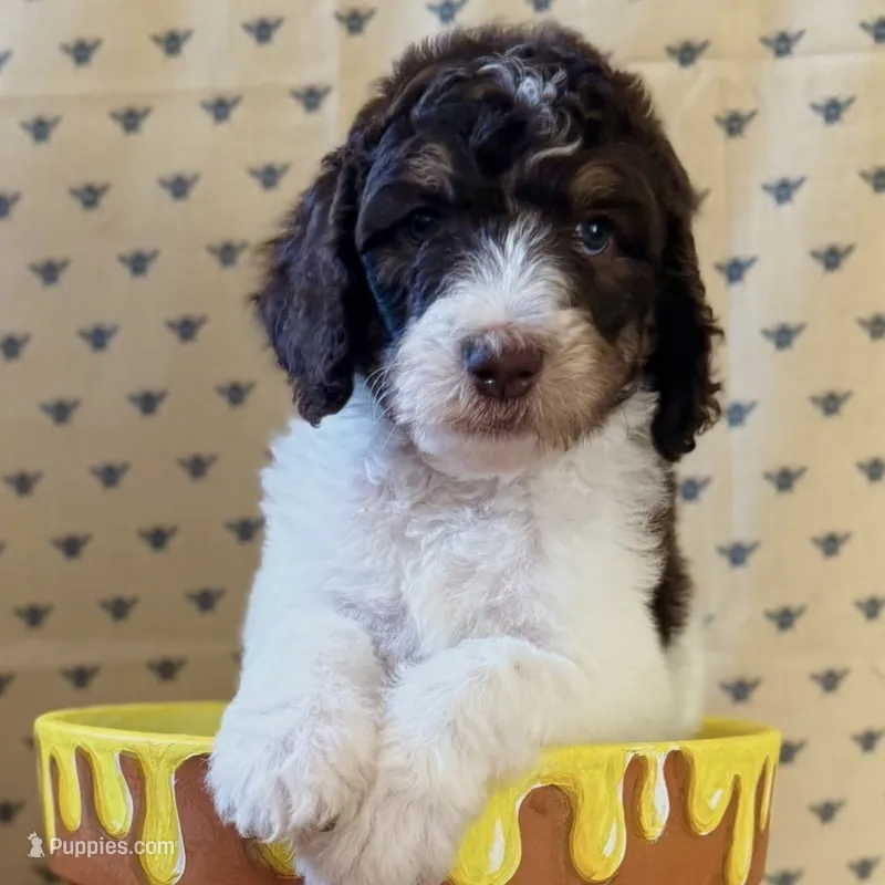 Roo – Poodle - Standard  puppy for sale in Albuquerque, NM