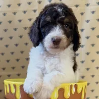 Roo, a male Poodle - Standard  for sale in Albuquerque, NM – 1 of 4