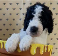 Tigger , a male Poodle - Standard  for sale in Albuquerque, NM – 1 of 4