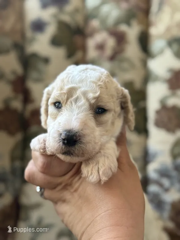 Piglet – Poodle - Multi-Colored Standard puppy for sale in Albuquerque, NM