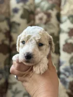 Piglet, a male Poodle - Standard  for sale in Albuquerque, NM – 1 of 3