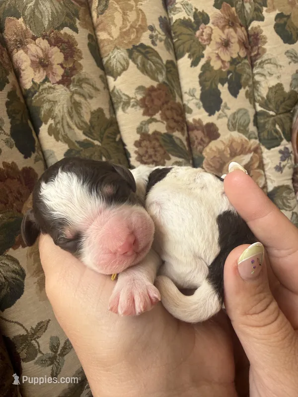 Tigger – Poodle - Multi-Colored Standard puppy for sale in Albuquerque, NM