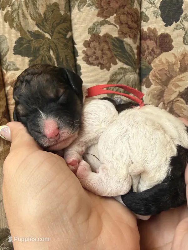 Winnie the Pooh  – Poodle - Multi-Colored Standard puppy for sale in Albuquerque, NM