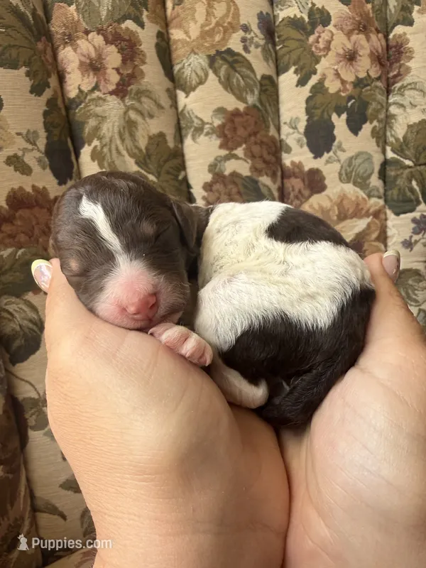 Roo – Poodle - Multi-Colored Standard puppy for sale in Albuquerque, NM