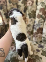 Roo, a male Poodle - Standard  for sale in Albuquerque, NM – 2 of 3