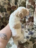 Piglet, a male Poodle - Standard  for sale in Albuquerque, NM – 2 of 3