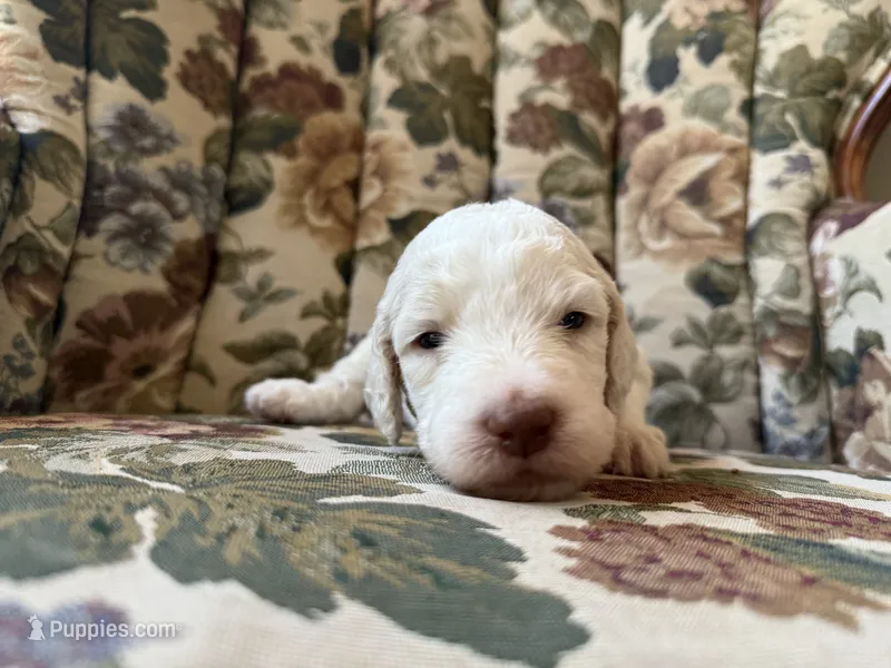 Kanga – Poodle - Multi-Colored Standard puppy on hold in Albuquerque, NM