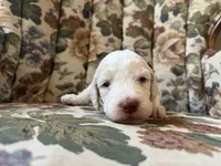 Kanga, a female Poodle - Multi-Colored Standard for sale in Albuquerque, NM – 1 of 3