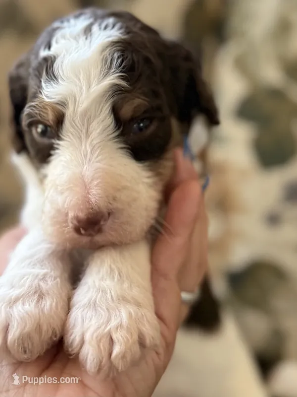 Eeyore – Poodle - Standard  puppy for sale in Albuquerque, NM