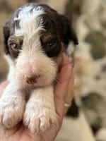 Eeyore, a male Poodle - Standard  for sale in Albuquerque, NM – 1 of 3