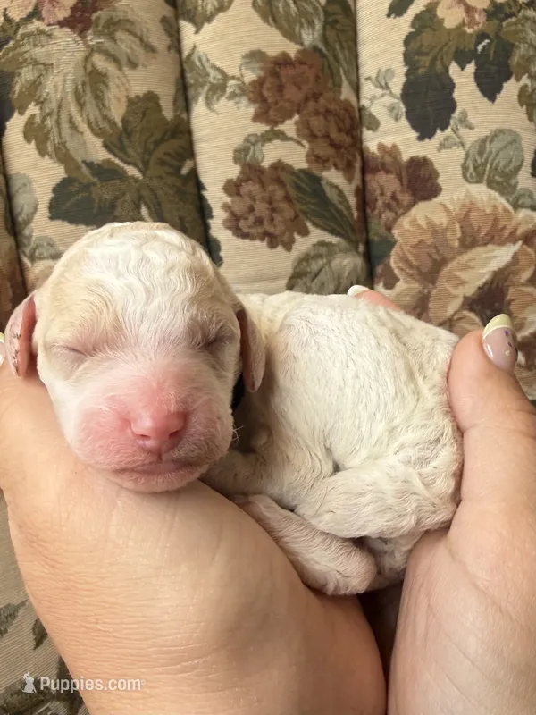 Piglet – Poodle - Multi-Colored Standard puppy for sale in Albuquerque, NM
