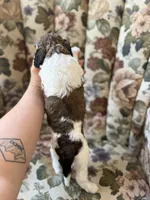 Winnie the Pooh , a male Poodle - Standard  for sale in Albuquerque, NM – 2 of 3