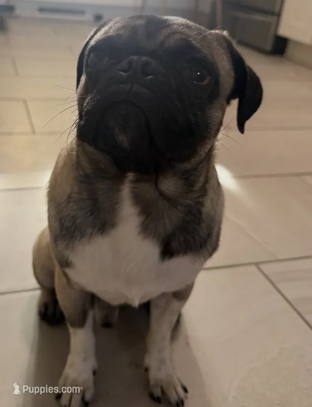 Ruger  – Pug puppy for sale in Albuquerque, NM