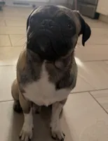 Ruger , a male Pug for sale in Albuquerque, NM – 1 of 1