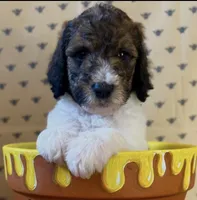 Winnie the Pooh , a male Poodle - Standard  for sale in Albuquerque, NM – 1 of 4