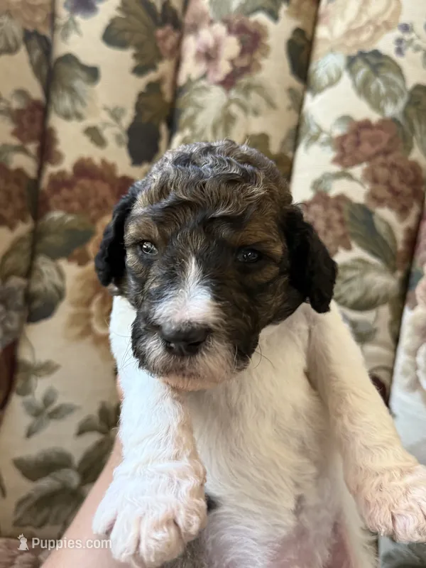 Winnie the Pooh  – Poodle - Standard  puppy for sale in Albuquerque, NM