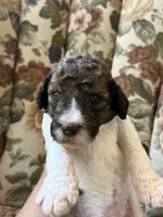 Winnie the Pooh , a male Poodle - Standard  for sale in Albuquerque, NM – 1 of 3