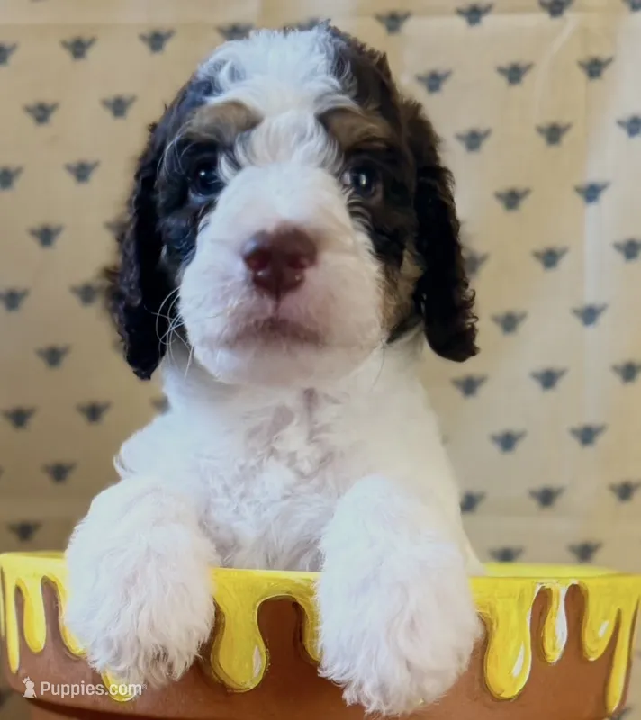 Eeyore – Poodle - Standard  puppy for sale in Albuquerque, NM