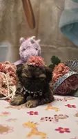 Fae, a female Shih Tzu for sale in Mesa, AZ – 2 of 5