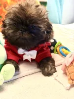 Archer, a male Shih Tzu for sale in Mesa, AZ – 3 of 5