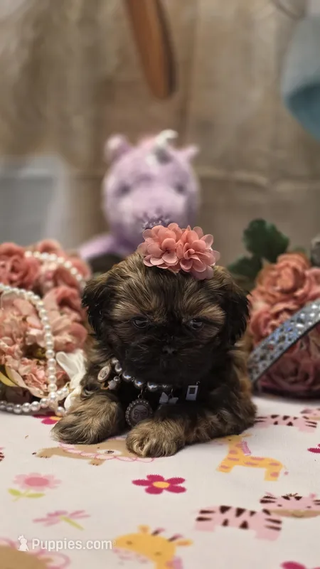 Fae – Shih Tzu puppy for sale in Mesa, AZ