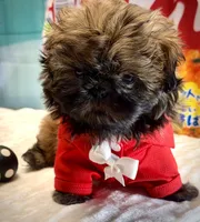 Archer, a male Shih Tzu for sale in Mesa, AZ – 2 of 5