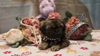 Fae, a female Shih Tzu for sale in Mesa, AZ – 3 of 5