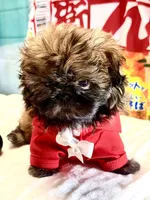 Archer, a male Shih Tzu for sale in Mesa, AZ – 5 of 5