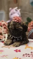 Fae, a female Shih Tzu for sale in Mesa, AZ – 5 of 5