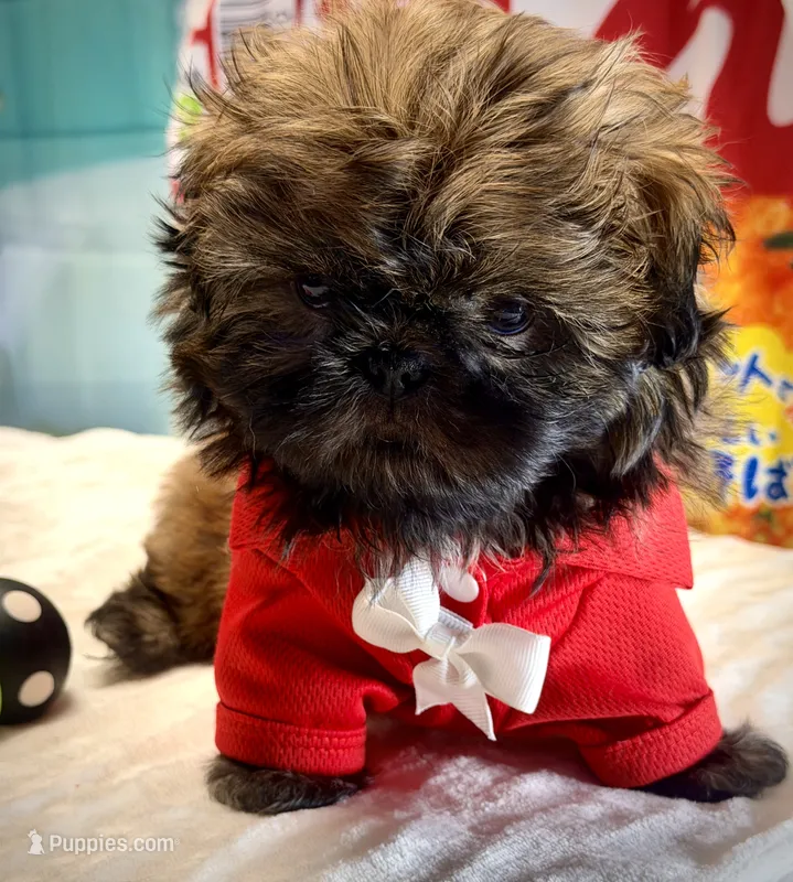 Archer – Shih Tzu puppy for sale in Mesa, AZ