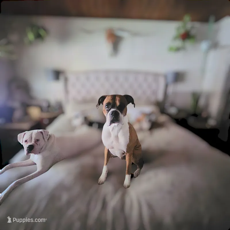 Lovely's litter  – Boxer puppy for sale in South Lake Tahoe, CA