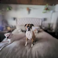 Lovely's litter , a  Boxer for sale in South Lake Tahoe, CA – 1 of 5