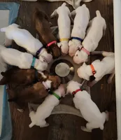 Lovely's litter , a  Boxer for sale in South Lake Tahoe, CA – 3 of 5
