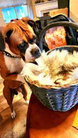 Lovely's litter , a  Boxer for sale in South Lake Tahoe, CA – 4 of 5