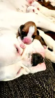 Lovely's litter , a  Boxer for sale in South Lake Tahoe, CA – 2 of 5