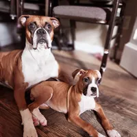 Lovely's litter , a  Boxer for sale in South Lake Tahoe, CA – 5 of 5
