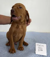 Melon Boy, a male Vizsla for sale in Hillsboro, OH – 7 of 8