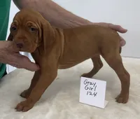 Gray girl 124, a female Vizsla for sale in Hillsboro, OH – 7 of 8