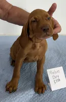 Melon Boy, a male Vizsla for sale in Hillsboro, OH – 2 of 8