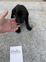 Weizsla , a male Weimaraner for sale in Hillsboro, OH – Photo 5 of 5