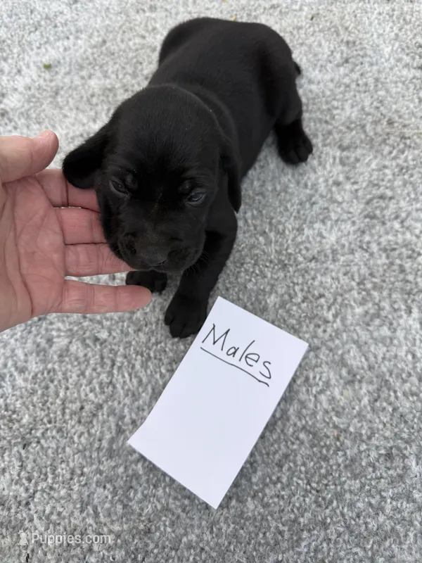 Weizsla  – Weimaraner puppy for sale in Hillsboro, OH