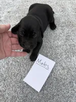 Weizsla , a male Weimaraner for sale in Hillsboro, OH – Photo 1 of 5