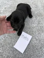 Weizsla , a male Weimaraner for sale in Hillsboro, OH – Photo 2 of 5