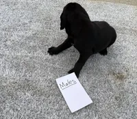 Weizsla , a male Weimaraner for sale in Hillsboro, OH – Photo 4 of 5